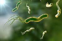 Helicobacter pylori тісно пов'язаний із ССЗ